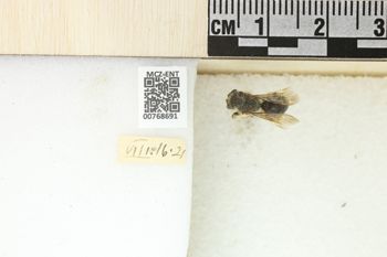 Media type: image;   Entomology 768691 Aspect: Labels